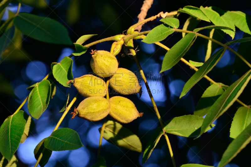 水果,胡桃树,美,水平画幅,无人,胡桃木,巨大的,户外,特写,明亮