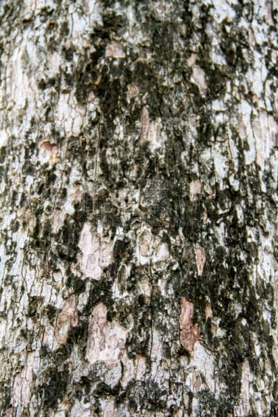 纹理,树皮,迪言高原,垂直画幅,褐色,风化的,谷仓,无人,衰老过程,雨豆树