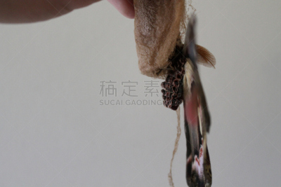 乌桕大蚕蛾,林奈,自然,无脊椎动物,褐色,野生动物,水平画幅,无人,巨大的,茧