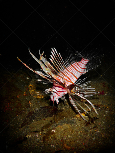 蓑鲉,indian lionfish,indopacific ocean,鲉,垂直画幅,红色,生物,无人,2015年,脊椎动物