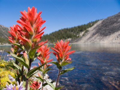 湖,山,Indian Paintbrush,自然,水平画幅,绿色,无人,色彩鲜艳,蓝色,花