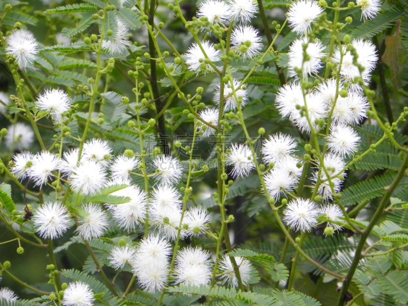 Mimos bimucronata, Pé-de-silva