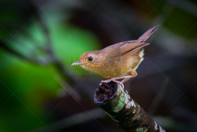babbler,自然,美,机敏,褐色,水平画幅,小的,热带音乐,鸟类,房地产