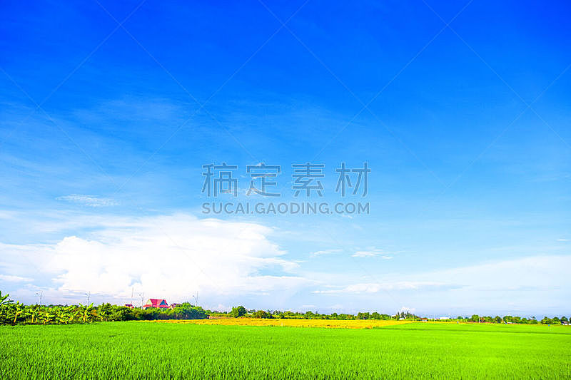 农业,稻,草地,风景,自然美,天空,绿色,地形,蓝色,草坪