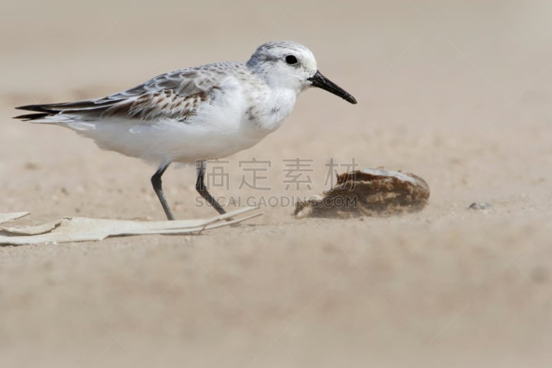 三趾鹬,海滩,美国,半岛,德克萨斯,波利瓦州,水,水平画幅,沙子,玻利瓦尔省