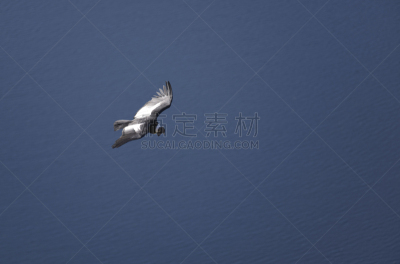 安第斯秃鹫,南美,天空,风,秃鹰,水平画幅,盾,传统,符号,鸟类