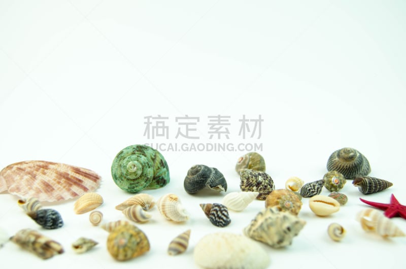 贝壳,白色背景,紫贝,海螺,水平画幅,纹理效果,软体动物,特写,白色,空的