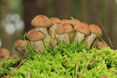 植物属性,水平画幅,套色版,无人,平视角,湿,前景聚焦,树林,食用菌,真菌