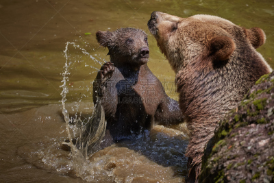 Braunbärjunges beim spielen mit seiner Mutter Luna im Nationalpark Bayerischer Wald, Natur, Tiere, Bären, Spielen, Wasser, Spaß