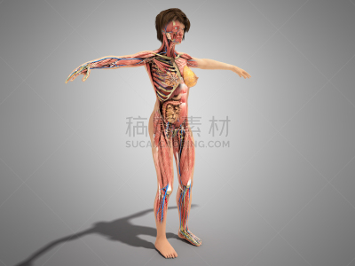 白色,三维图形,人体结构,人体,雌性动物,书,输卵管,子宫颈,卵巢,人体子宫