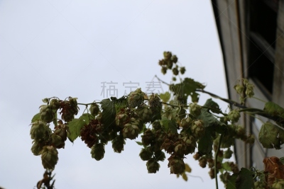 圆锥,砖,围墙,中老年人,白色,葡萄酒,水平画幅,无人,古老的,含酒精饮料