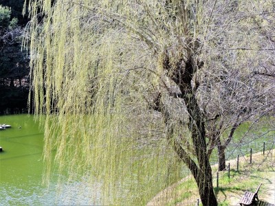 池塘,叶子,春天,垂柳,新的,运动,彩色背景,美术绘画,公园,柔和色