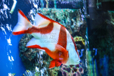 粉蓝颊纹鼻鱼,蘑菇珊瑚,颊纹鼻鱼,鱼眼镜头,水平画幅,水下,中等数量人群,特写,非凡的,礁石