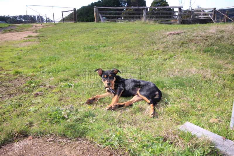 austalian kelpie,机敏,水平画幅,智慧,澳大利亚斗牛犬,牧羊犬,小狗,竞技运动,2015年,动物