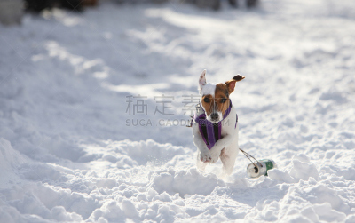 活力,狗,宠物,雪,犬科的,户外,动物,生活方式,乐趣,拉