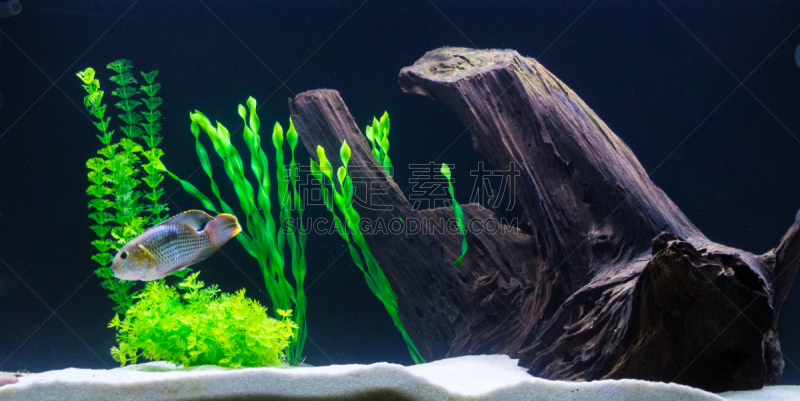 peixe green terror em aquário domestico nadando com tronco, plantas e sílica