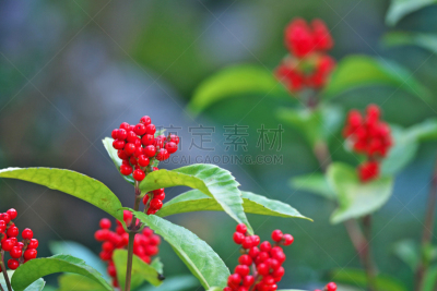 牧野,红色,植物,十二月,水平画幅,秋天,无人,日本,藤泽市,神奈川县