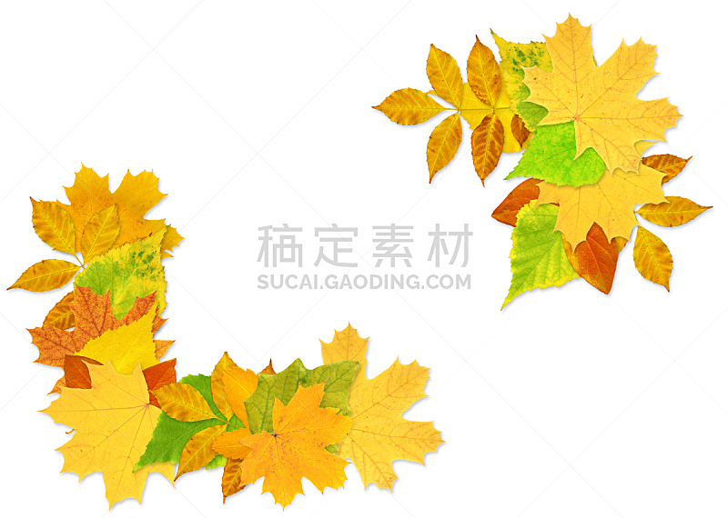 叶子,秋天,边框,水平画幅,无人,九月,部分,白色,十月,彩色图片