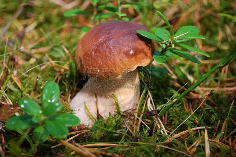 porcini mushroom,美味牛肝菌,英格兰,美,褐色,水平画幅,无人,苔藓,夏天,草