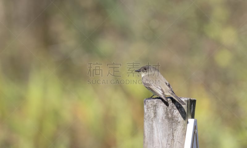 东非比,图像,佛罗里达,美国,鸟类,无人,沼泽,标志,水平画幅,湿地