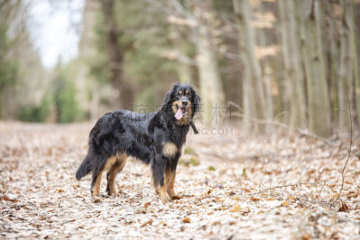 纯种犬,狗,舒服,暗色,运动,一个物体,长度,肖像,脊椎动物,哺乳纲