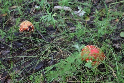 森林,鹅膏菌,少量物体,蘑菇,林间空地,水平画幅,孢子,无人,苔藓,夏天
