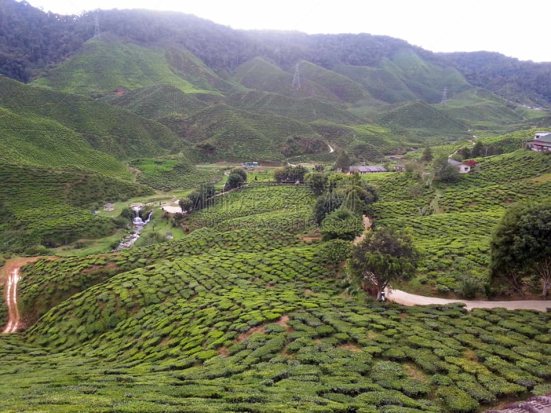 清新,宁静,天空,茶树,水平画幅,高视角,枝繁叶茂,山,无人,夏天