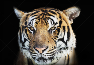 野外动物,虎,黑色背景,分离着色,野猫,野生猫科动物,水平画幅,注视镜头,无人,动物身体部位