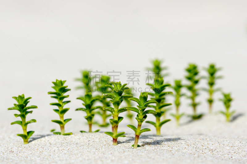 沙子,海洋,海滩,蚤缀,自然,水平画幅,绿色,夏天,特写,植物