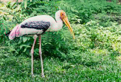 留白,野外动物,森林,侧面视角,着色鹳,草,绿色,black stork,白鹳,鹤嘴鸟
