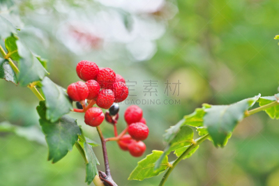 胡椒,日本,九月,红色,球体,秋天,香料,橙色,图像,浆果