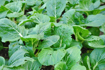 油菜,农场,江门,白菜,光合作用,广东省,树苗,水平画幅,芜菁,芸苔