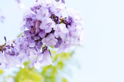 紫薇科树,青绿色,天空,背景聚焦,水平画幅,无人,夏天,泰国,花束,花蕾