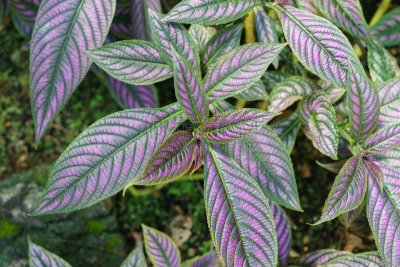 缅甸,美,留白,公园,水平画幅,枝繁叶茂,无人,户外,室内植物