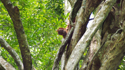 幼小动物,武吉拉旺,gunung leuser national park,猩猩,印度尼西亚,苏门答腊岛,水平画幅,无人,猴子,热带雨林