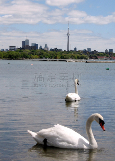 湖,天鹅,多伦多,五月,两只动物,垂直画幅,水,蓝色,鸟类,湿