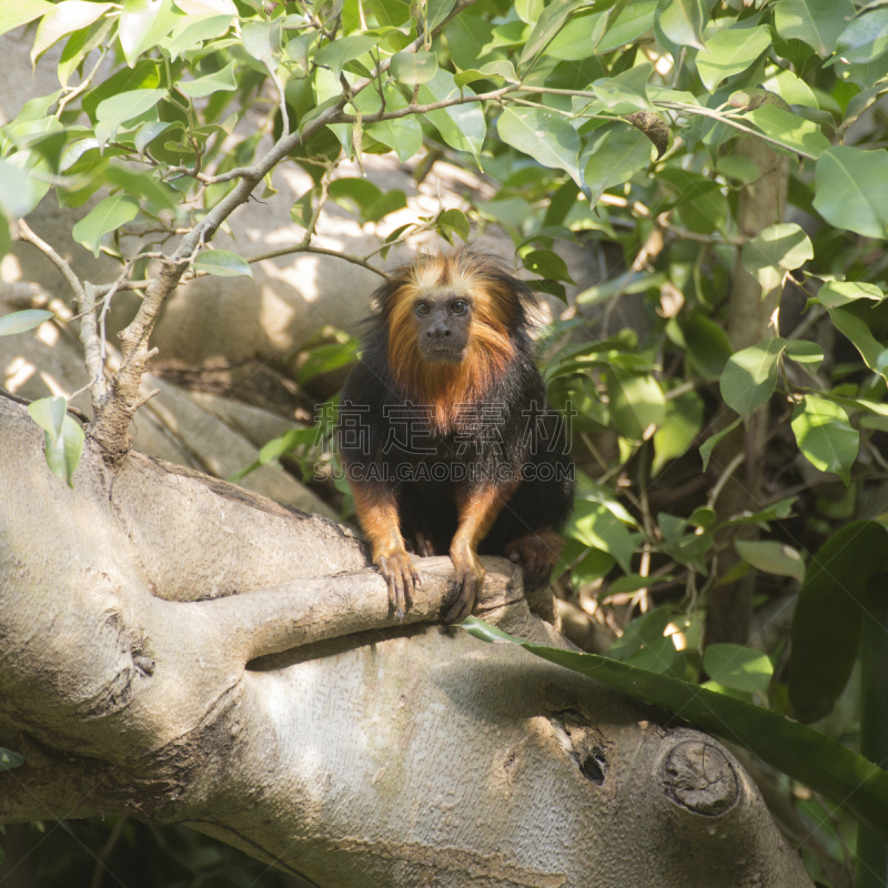 头球,金色,lion tamarin,自然,野生动物,小的,可爱的,生物,秋天,无人