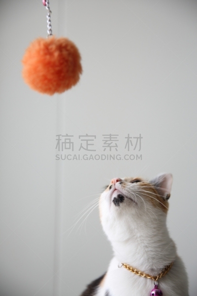 猫,垂直画幅,小的,可爱的,嬉戏的,猫科动物,爪子,动物身体部位,草,泰国