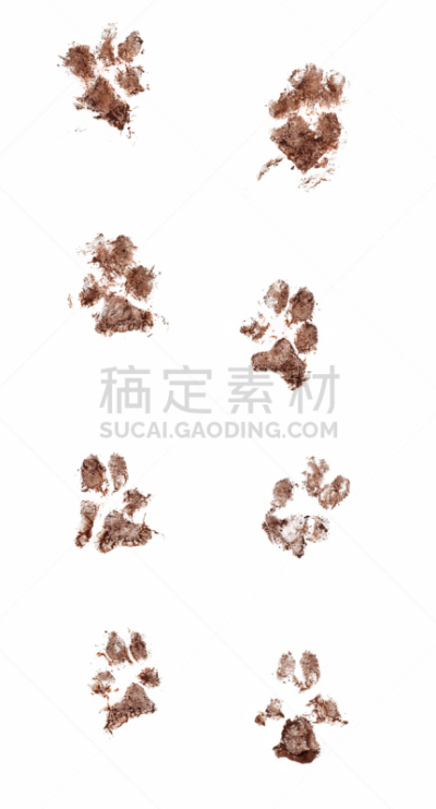 爪印,泥,狗,爪子,脚印,白色背景,垂直画幅,留白,形状,家畜