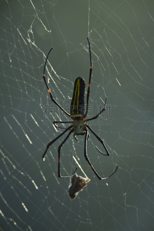 banded-legged golden orb-web spider,垂直画幅,正面视角,奇旺,无人,蜘蛛纲,野外动物,户外,特写,彩色背景