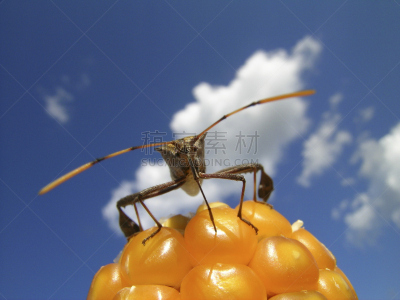 臭虫,热带臭虫,臭,天空,褐色,水平画幅,夏天,户外,生物学,特写