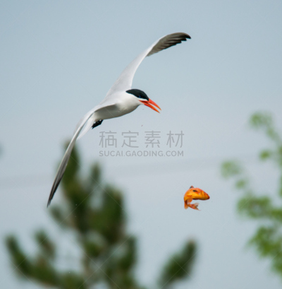 红嘴巨鸥,鱼类,鲑,垂直画幅,2015年,鸟类,水禽,水滴,接,摄影