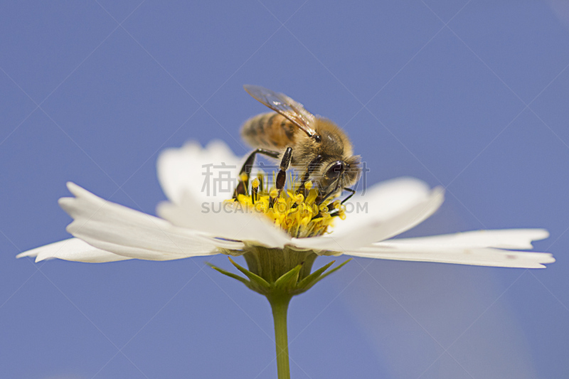 蜜蜂,蜂蜜,饮料,选择对焦,水平画幅,无人,野外动物,户外,特写,动物主题