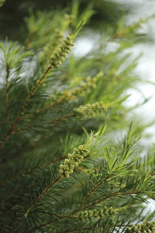 草本,茶树,华丽的,平和,芳香疗法,植物,毛绒绒,香熏油,日本,常绿植物