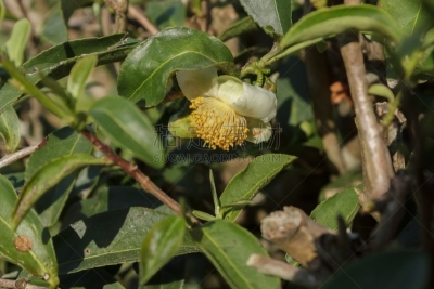 茶树,健康保健,清新,自然界的状态,药,食品,泰国,草,春天,欧锻树