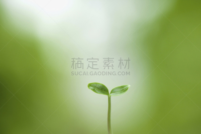 秧苗,现代,双叶区,自然,水平画幅,无人,干净,花蕾,春天,植物