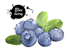 蓝莓,手,白色背景,水彩画颜料,水彩颜料,艺术,水平画幅,素食,绘制,画画
