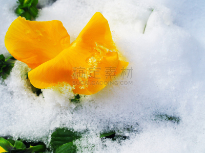 折叠的,雪,湿,特写,植物,叶子,绿色,三色紫罗兰,大特写,花