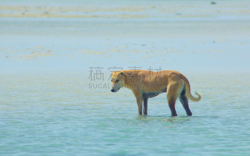 埃及,水,狗,马萨阿拉姆,红海,悬挂的,海滩,流浪动物,自然,天空