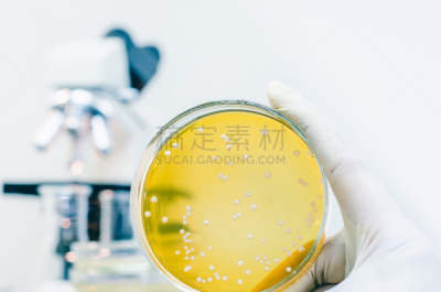 微生物,盘子,充满的,皮氏培养皿,餐具,显微镜,嗜肺性军团病杆菌,水平画幅,科学,生物学